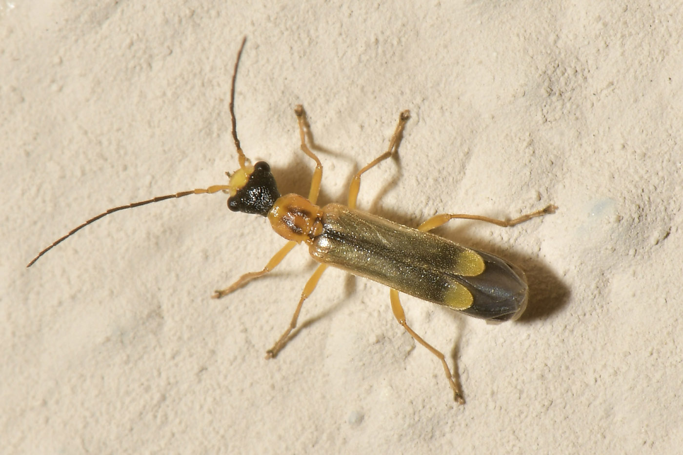 Cantharidae: Malthinus deceptor
